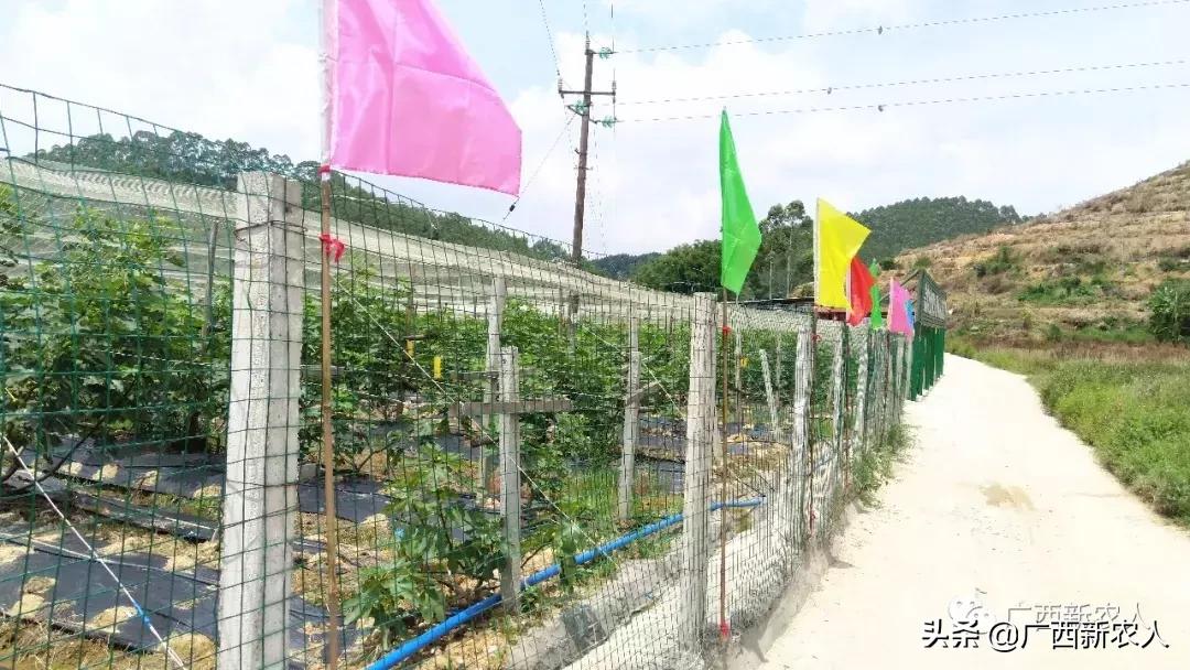 南宁那笔村无花果,南宁摘无花果