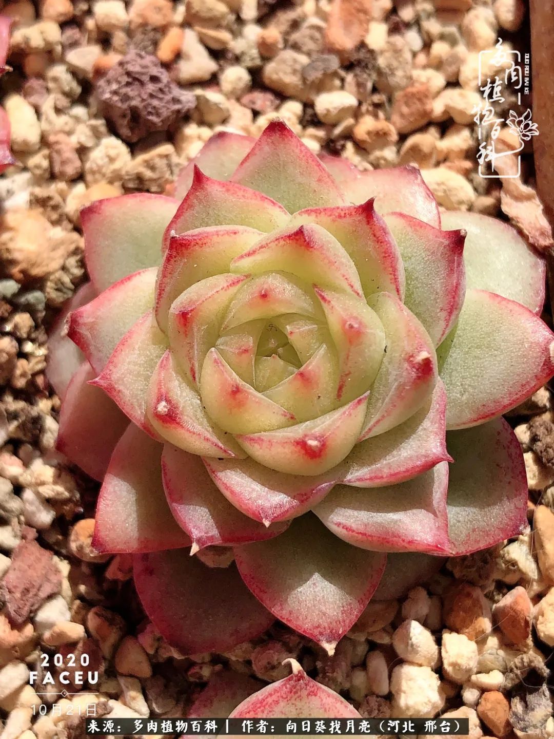 耐高温适合露养的多肉,冬日的露养多肉