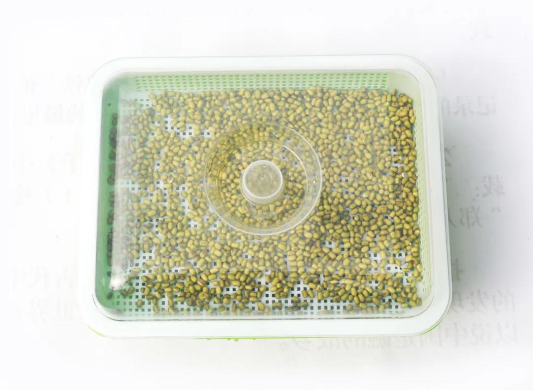 室内空心芽苗菜无土栽培种植,芽苗菜的种植方法全集免费看