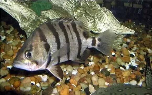 虎鱼体型分类,虎鱼种类区别