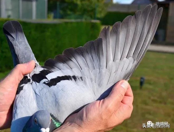 冠军孵化器——福雷迪和雅克.范希兄弟鸽舍