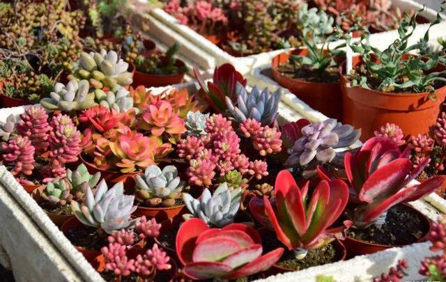 多肉表面长白霉怎么办,多肉长了小白虫最快解决办法