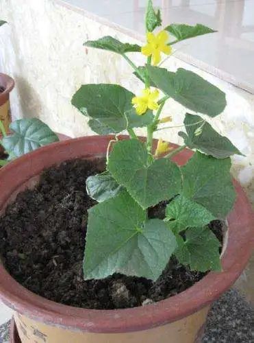 6步在阳台上栽种黄瓜，解开黄瓜生长过程中遇上的栽培难题