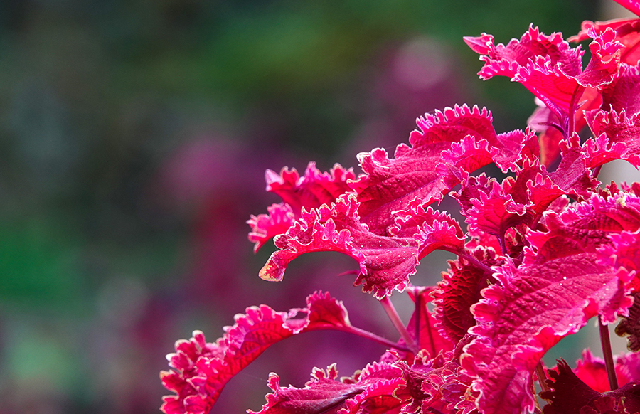 尼泊尔十堰,尼泊尔为什么这么穷