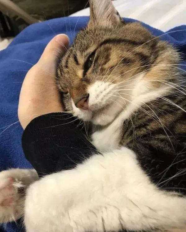 猫咪喜欢铲屎官是怎么回事,猫咪铲屎官要知道的知识