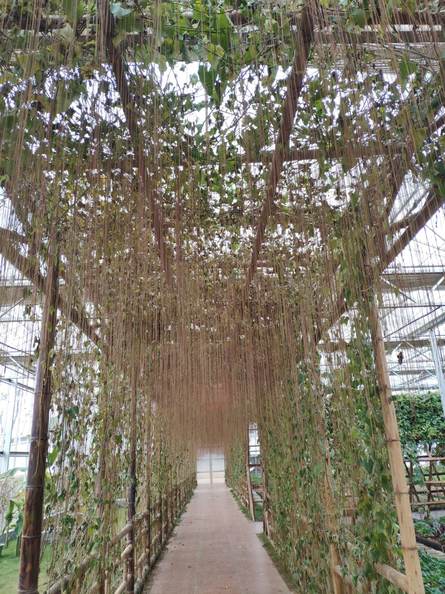 洋湖国家湿地公园,洋沙湖国家湿地公园马鞭草