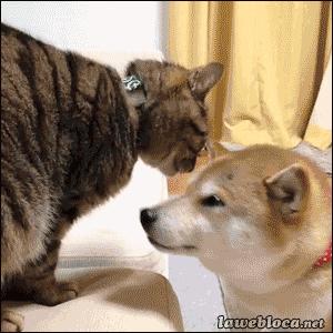 被猫咪舔了是爱的表现吗,被猫咪舔脸什么感觉