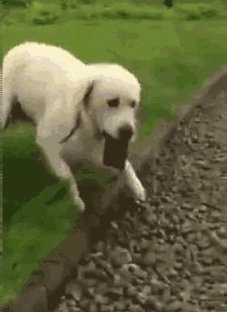 狗子吃醋女朋友,狗子喜欢女朋友怎么办