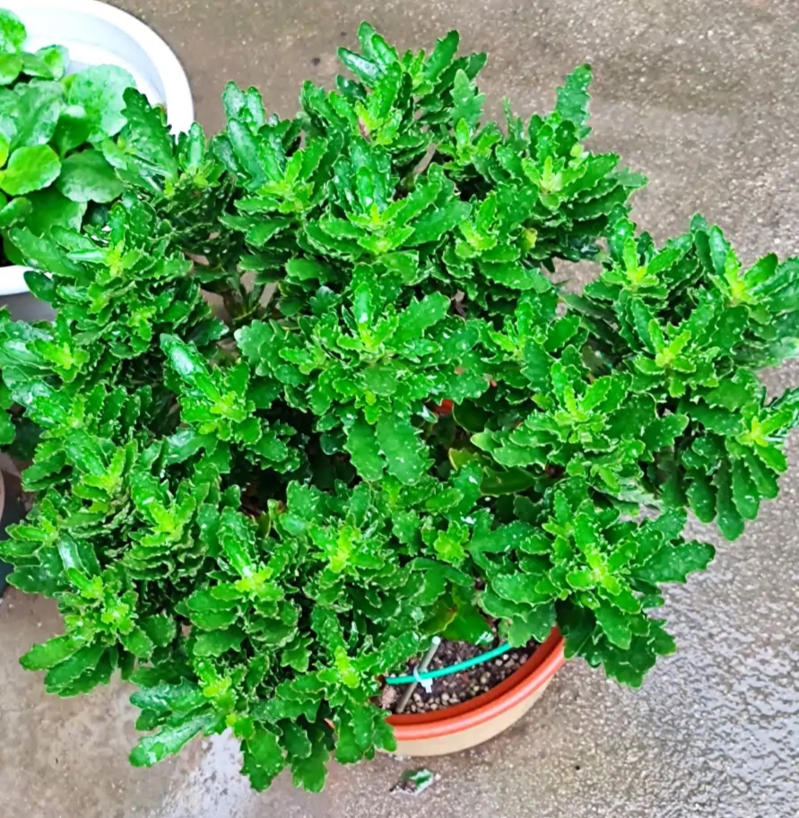 净化空气而且对身体好的花,净化空气对人身体有益的花