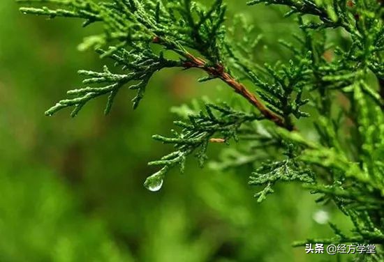 脱发止痒中草药,去屑止痒治脱发