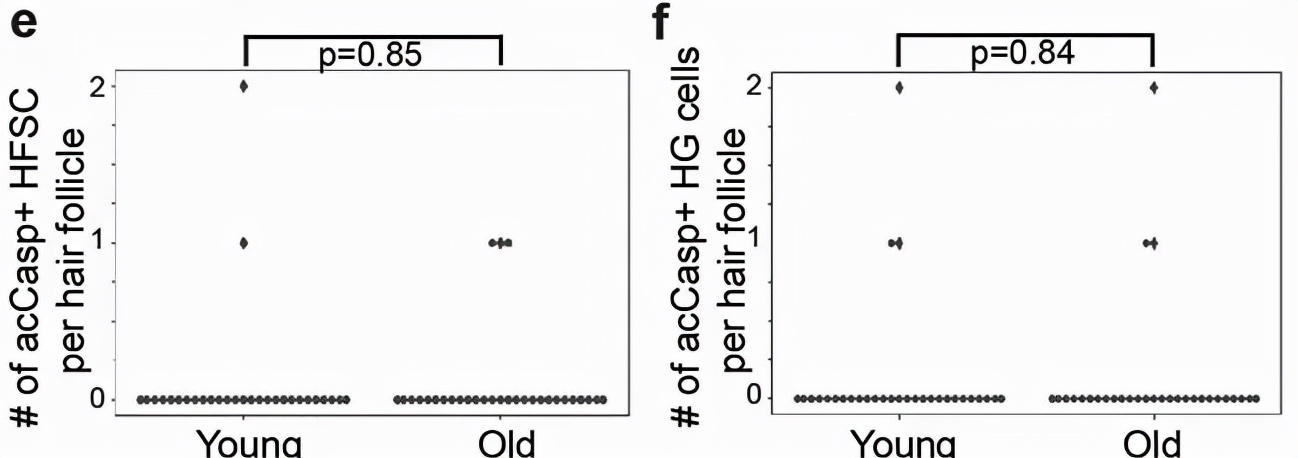 秃头是因为毛囊坏死吗,毛囊干细胞治疗秃头