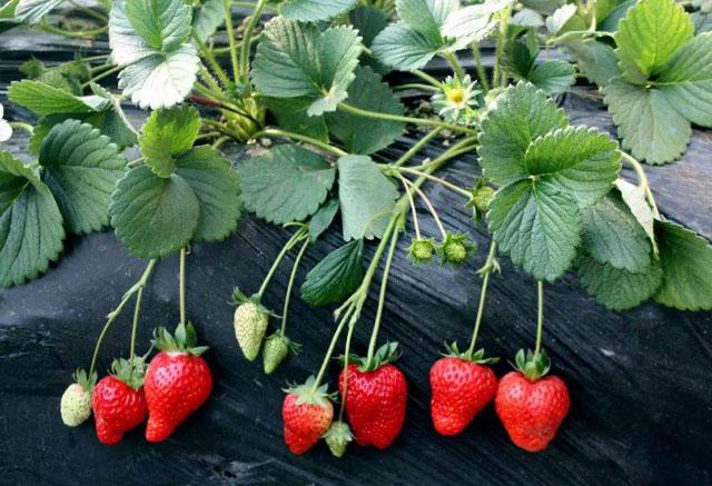 秋季大棚草莓的高产栽培技术,大棚草莓种植技术开始发展起来