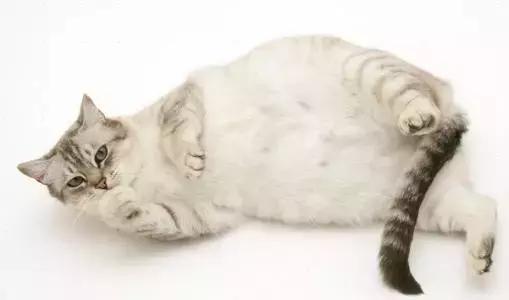 福懋动物医院香港路分院,福懋动物诊所猫咪疫苗