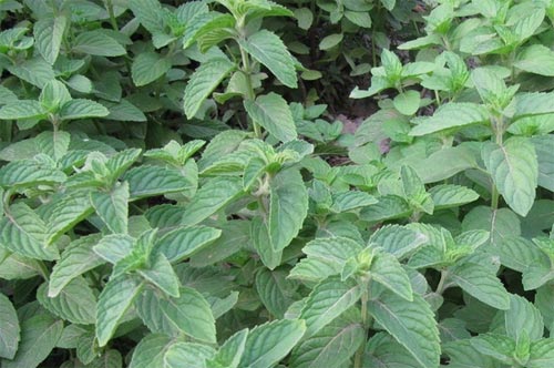 陌上薄荷沁野香，采叶为茶，串花叠韵