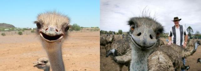 鸸鹋和鸵鸟区别,鸵鸟和鸸鹋有什么区别