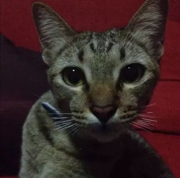 猫咪最不可以碰的地方是哪里,猫咪最不能碰的几个地方