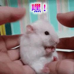 仓鼠要注意什么饮食,仓鼠饲养吃啥好养活一点