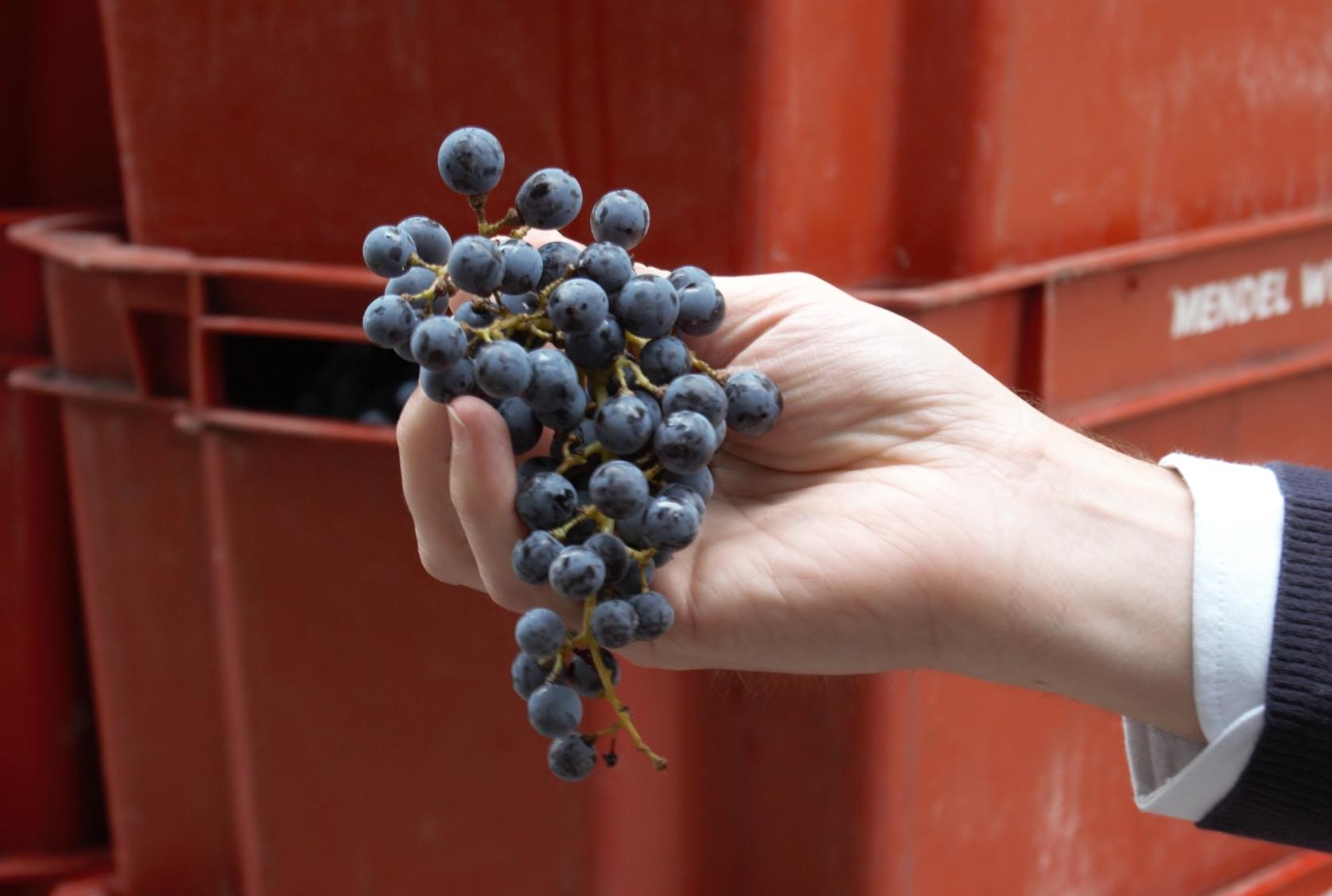 最好喝的红酒是哪种,干红赤霞珠葡萄酒为什么那么难喝