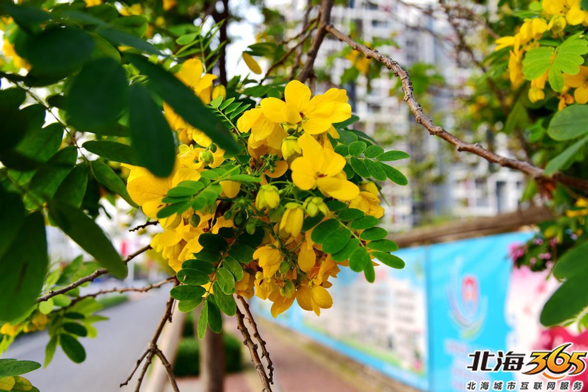 「多图」春天来了!北海街头的三角梅、黄花风铃开得好艳
