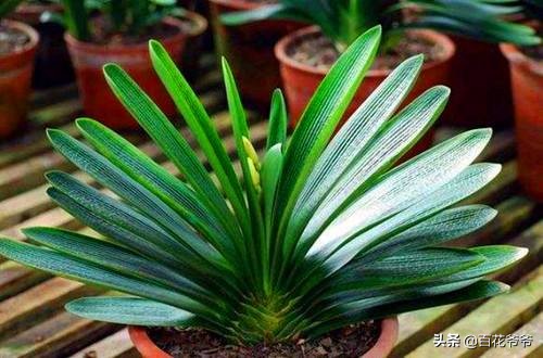 君子兰养了几年不开花也不怎么长,如果你的君子兰养了几年都不开花