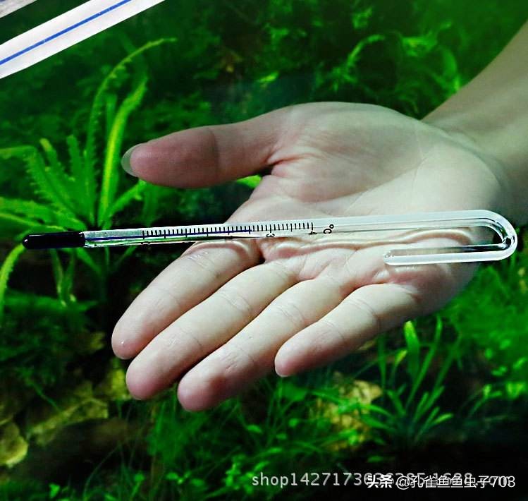 孔雀鱼冬季如何换水,冬季孔雀鱼几天喂一次