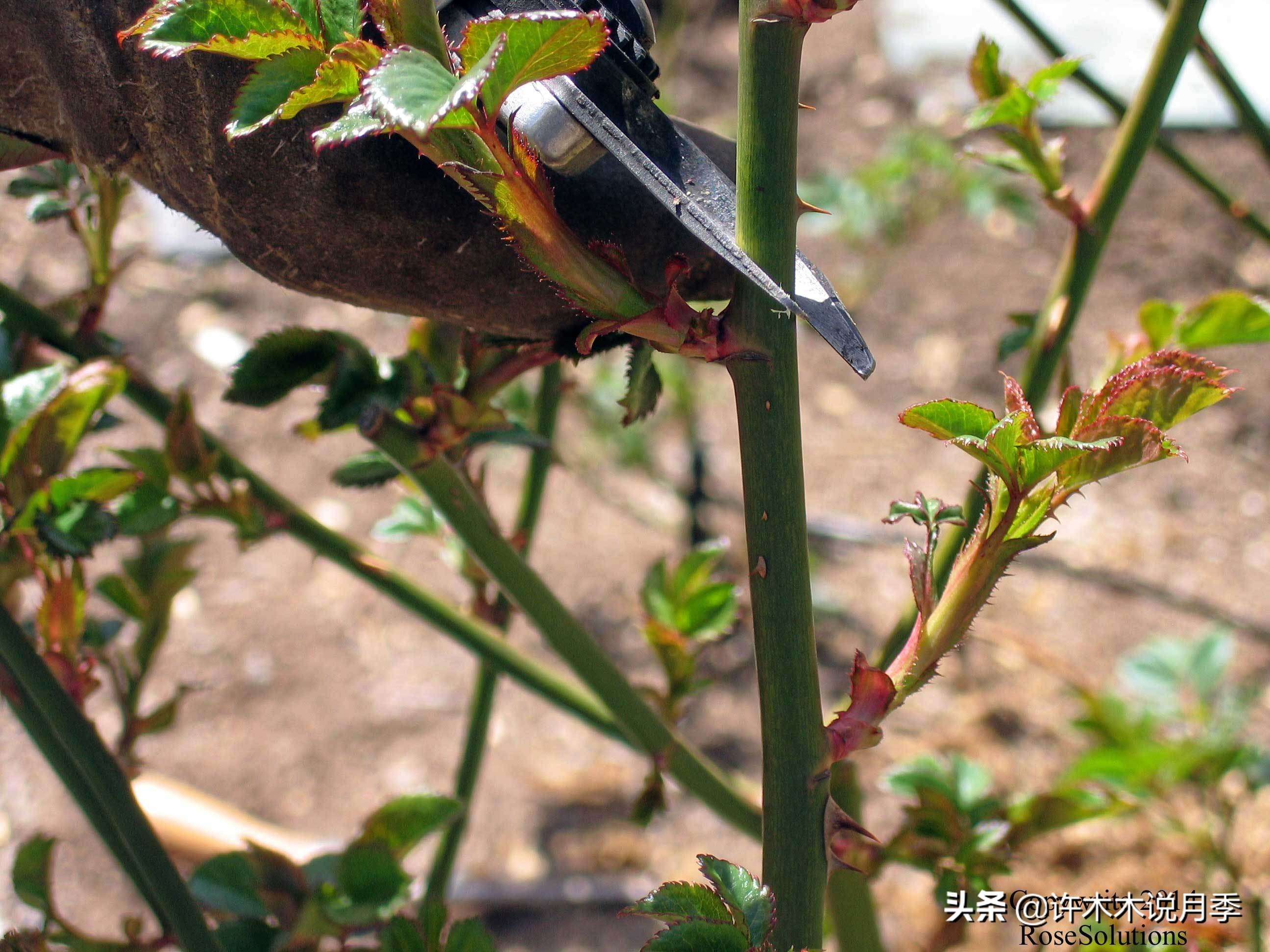 月季扦插发芽又枯萎是什么原因,月季扦插成活后移植的正确方法