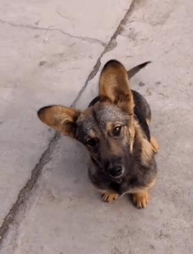 柯基和柯基生出的宝宝长得像吗,来看看柯基强大的基因