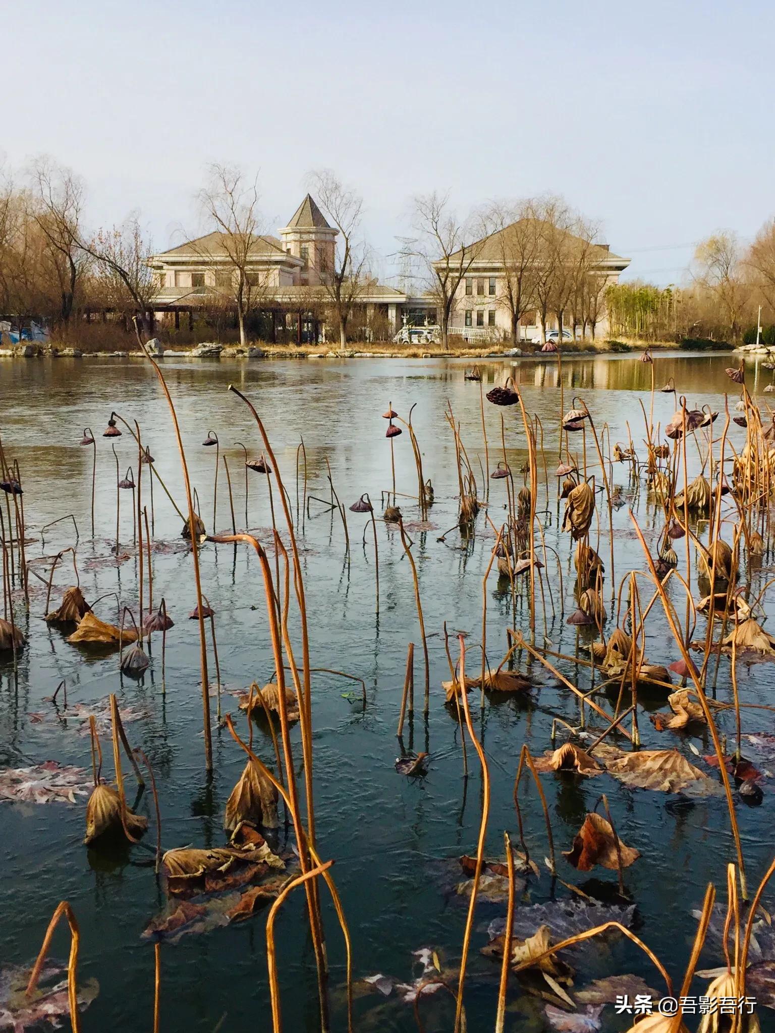 武清津北森林公园有哪些景色,天津武清森林公园开放时间表