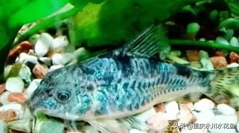 十大最好看的观赏鱼,观赏鱼100种形态