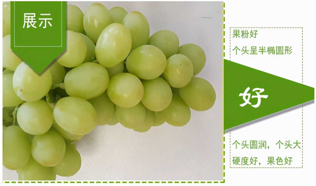 进口提子哪些品种 (进口提子品种及图解)