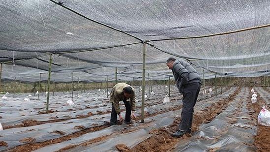 羊肚菌种植栽培技术视频教程（完整版）