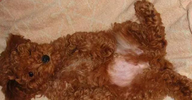 泰迪狗怎么训练视频教程大全,泰迪狗怎么训练捡球