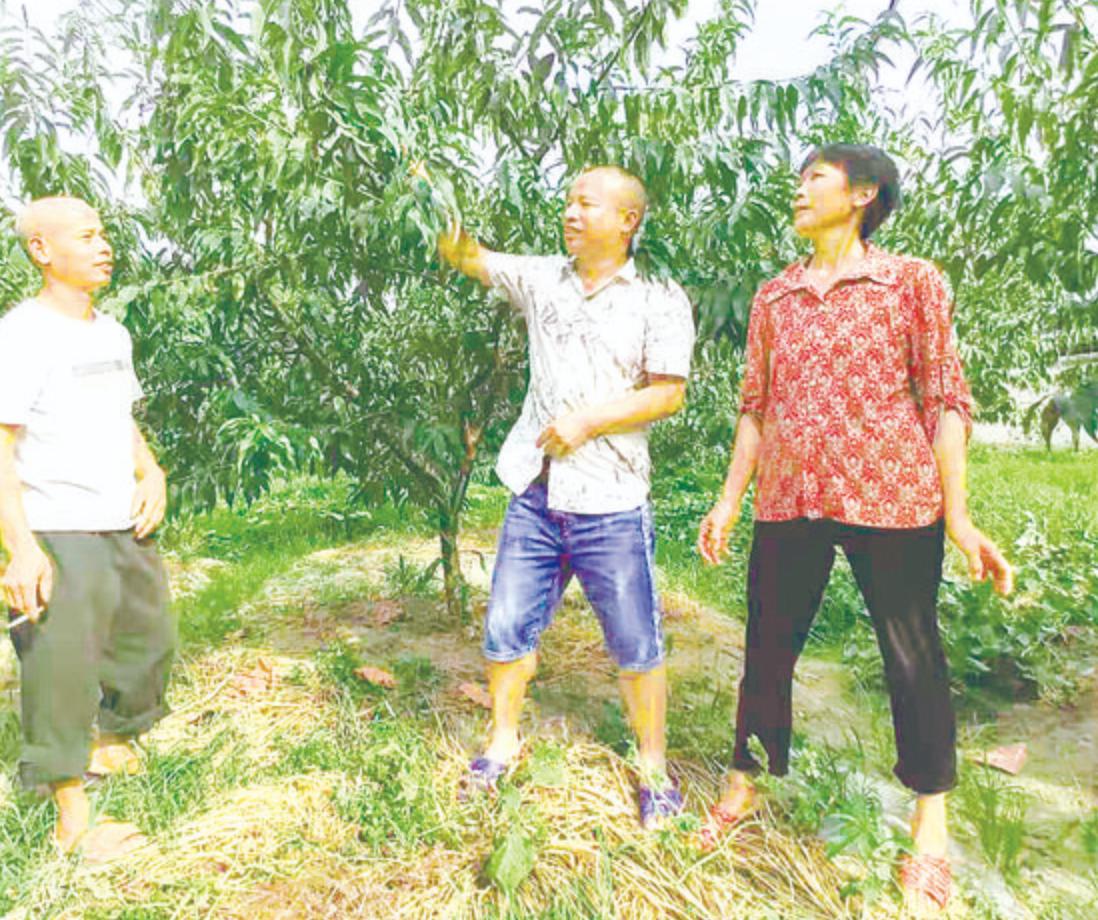 炎陵黄桃资料,黄桃生长历程