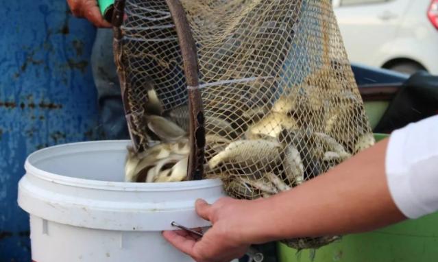 鱼类生病症状图片,天气热鱼塘死鱼是什么原因造成的