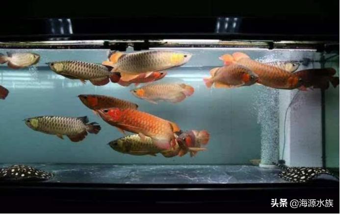 和龙鱼混养的最佳搭档,什么鱼和龙鱼可以混养