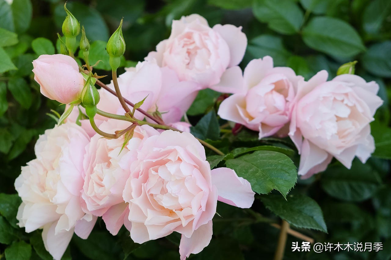 月季常见叶子问题,月季都有什么病怎么治