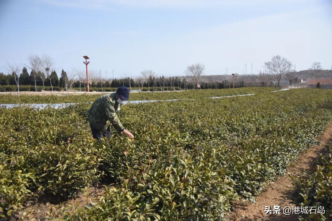 石岛即将开发的项目,石岛的项目