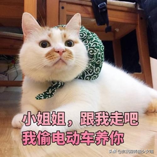 猫咪最爱的7款玩具,猫咪玩具排行榜前十名