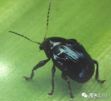 认识害虫和益虫视频,认识害虫教案