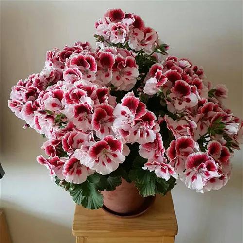 10种天竺葵,天竺葵100种图片大全