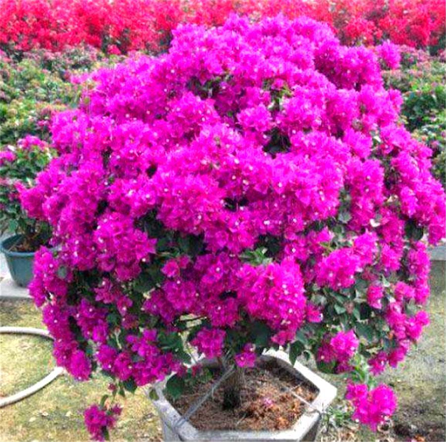 三角梅最怕冻伤冻害，做好这5件事，到了春天就爆盆