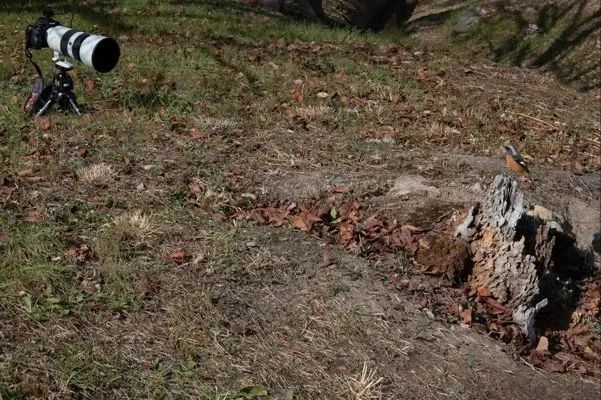 拍鸟平民镜头,业余爱好拍鸟装备