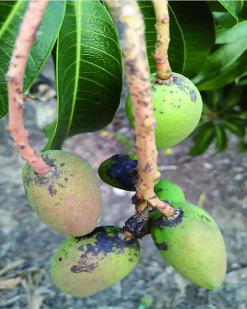 芒果病虫害防治书籍,芒果常见病虫害症状及防治方法