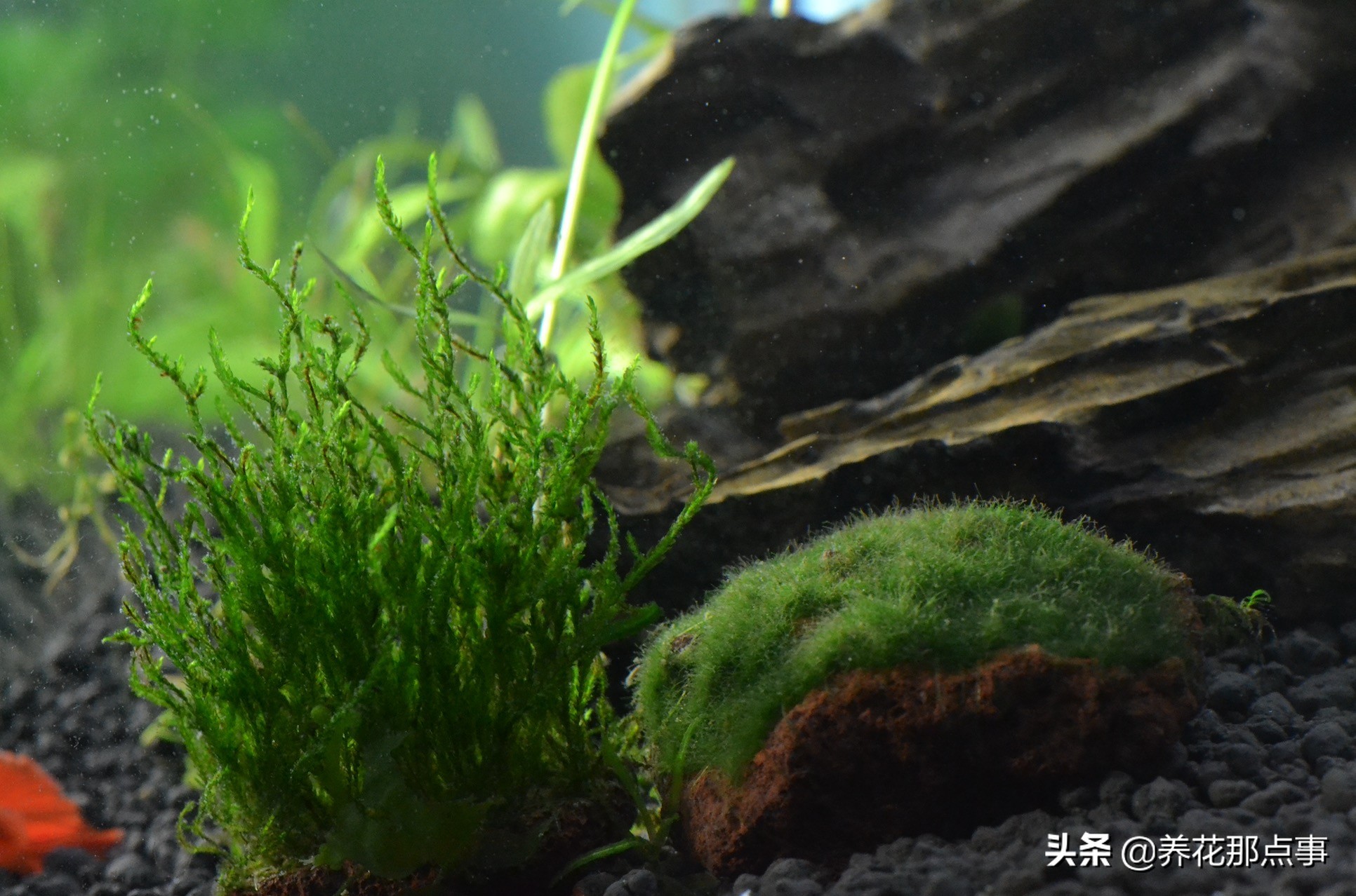 热带鱼生态鱼缸,热带鱼生态鱼缸养殖必备条件