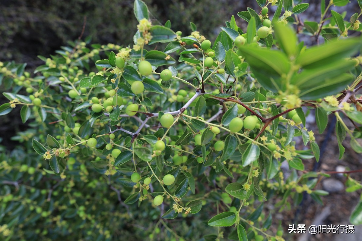 静谧森林和沙漠交界处,静谧森林红色石头