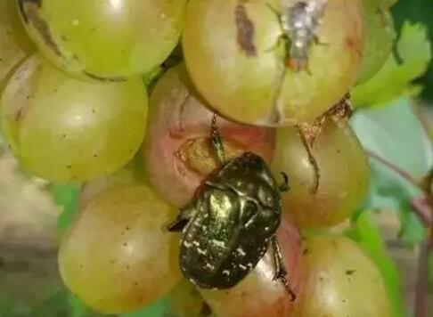 果园金龟子怎么除掉,果园灭金龟子