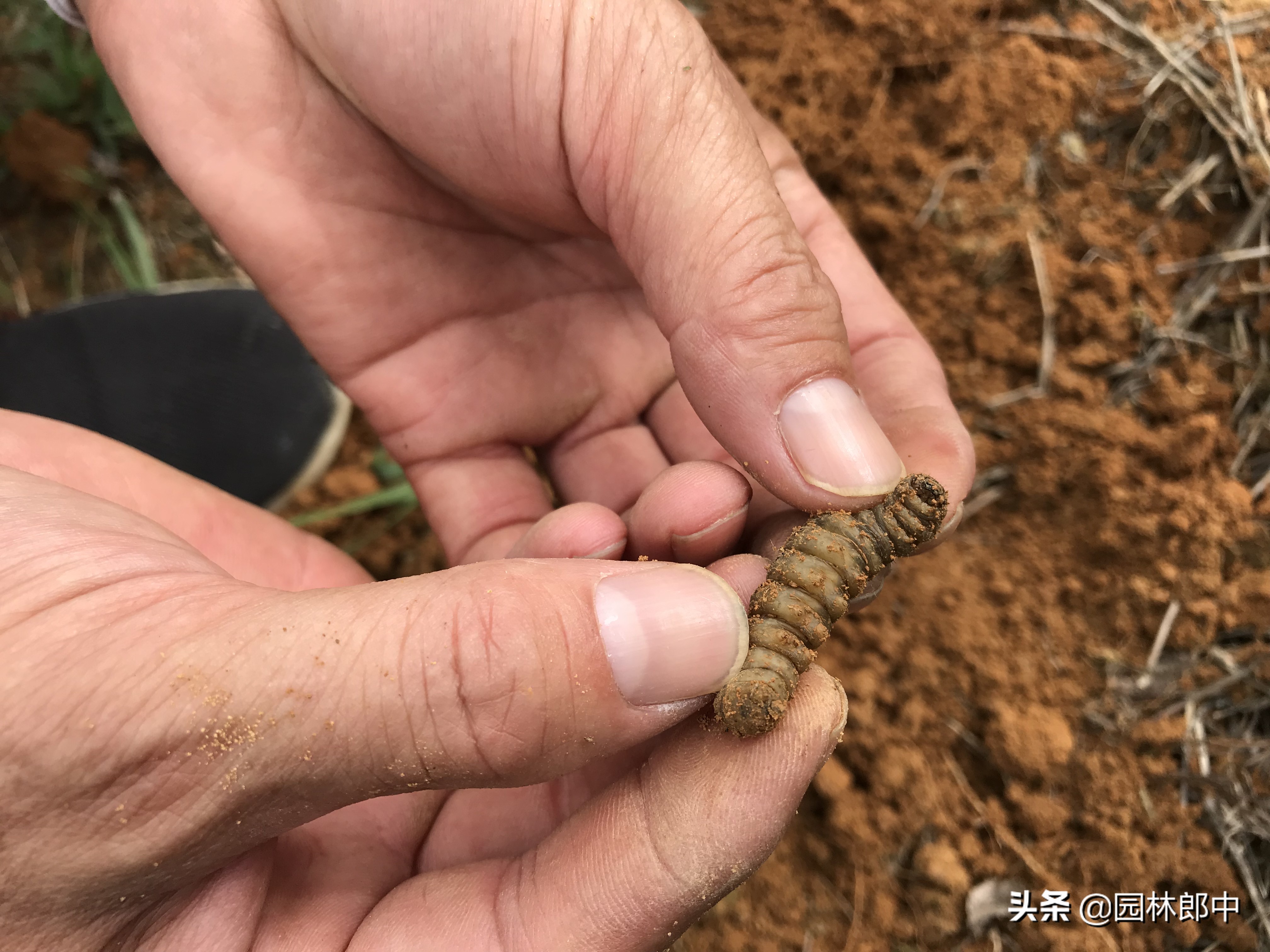 红枫幼苗叶子怎么都蔫了,红枫树叶子突然枯萎了怎么办