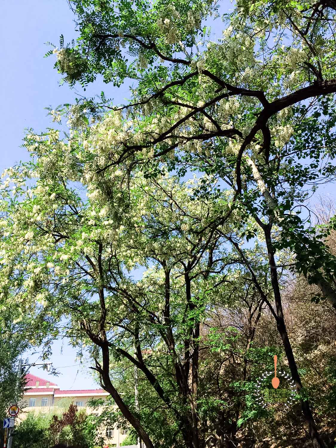 没有面粉又想吃蒸槐花的最佳吃法,蒸槐花不粘不坨有秘诀