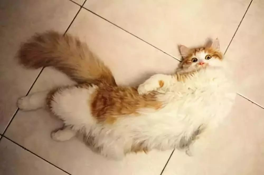 猫咪防发情用棉签？铲屎官听信网友错误建议，导致猫咪严重受伤！