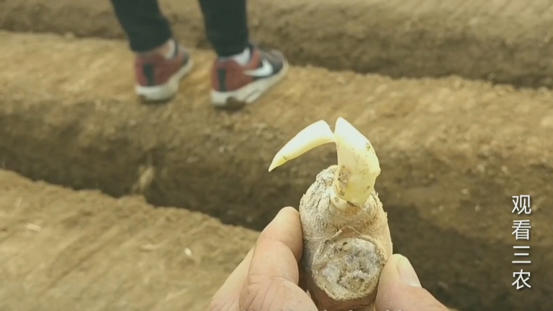 农广天地大姜种植技术视频,种植大姜的正确方法